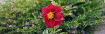 flower Garden_flower